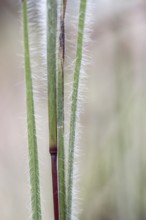 Few-flowered Oatgrass (Danthonia unispicata), Rhineland-Palatinate, Germany