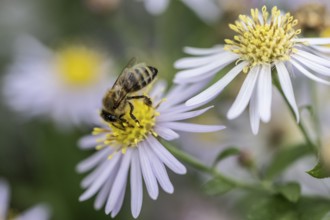 Honey bee (Apis mellifera) on wild aster (acer ageratoides), Rhineland-Palatinate, Germany