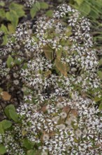 Forest aster (Aster divaricatus), Rhineland-Palatinate, Germany