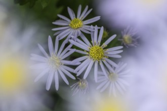 Wild aster (acer ageratoides), Rhineland-Palatinate, Germany