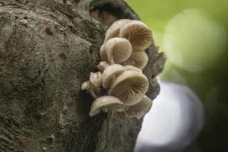 Ringed beech slime moulds (Oudemansiella mucida), Emsland, Lower Saxony, Germany