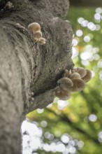 Ringed beech slime moulds (Oudemansiella mucida), Emsland, Lower Saxony, Germany