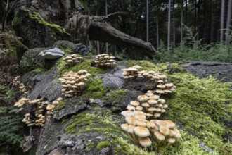 Sulphur tuft (Hypholoma fasciculare) Emsland, Lower Saxony, Germany