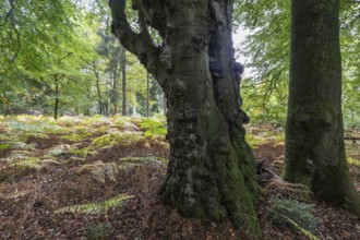 Old copper beech (Fagus sylvatica) and bracken fern (Pteridium aquifolium) infested with tinder