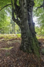 Old copper beech (Fagus sylvatica) and bracken fern (Pteridium aquifolium) infested with tinder