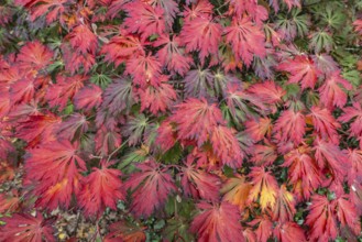 Aconite-leaved maple (Acer japonicum Aconitifolium), Emsland, Lower Saxony, Germany
