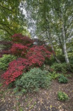 Aconite-leaved maple (Acer japonicum Aconitifolium), Emsland, Lower Saxony, Germany