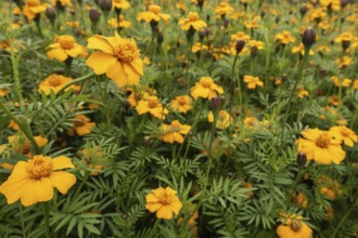 Marigolds (Tagetes), Emsland, Lower Saxony, Germany
