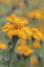 Marigolds (Tagetes), Emsland, Lower Saxony, Germany