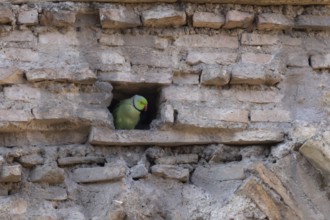 Ring-necked or Rose-ringed parakeet (Psittacula krameri) adult bird looking out of a hole in an