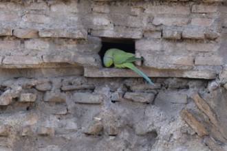 Ring-necked or Rose-ringed parakeet (Psittacula krameri) adult bird sitting in a hole in an ancient