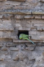 Ring-necked or Rose-ringed parakeet (Psittacula krameri) adult bird sitting in a hole in an ancient