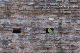 Ring-necked or Rose-ringed parakeet (Psittacula krameri) adult bird sitting by a hole in an ancient