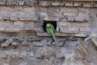 Ring-necked or Rose-ringed parakeet (Psittacula krameri) adult bird preening in a hole in an