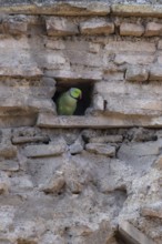 Ring-necked or Rose-ringed parakeet (Psittacula krameri) adult bird looking out of a hole in an