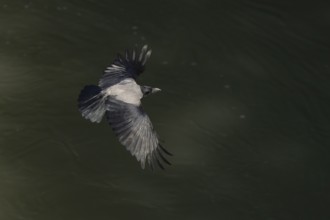 Hooded crow (Corvus cornix) adult bird flying, Rome, Italy