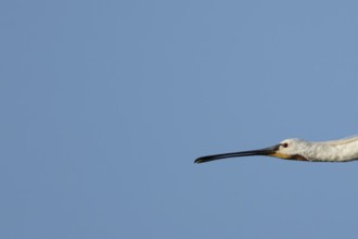 Eurasian spoonbill (Platalea leucorodia) adult bird flying, England, United Kingdom