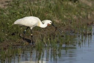 Eurasian spoonbill (Platalea leucorodia) adult bird on the edge of a shallow lagoon, England,