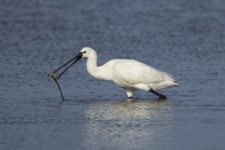 Eurasian spoonbill (Platalea leucorodia) adult bird with a tree branch in a shallow lagoon,