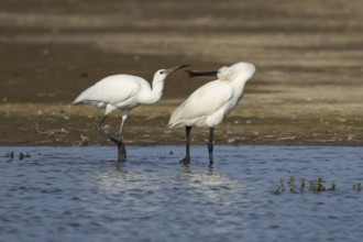 Eurasian spoonbill (Platalea leucorodia) adult bird with a juvenile bird begging for food in a
