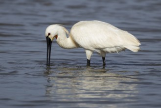Eurasian spoonbill (Platalea leucorodia) adult bird feeding in a shallow lagoon, England, United