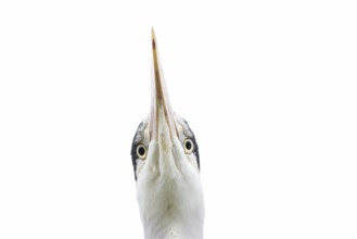 Grey heron (Ardea cinerea) adult bird head portrait, England, United Kingdom