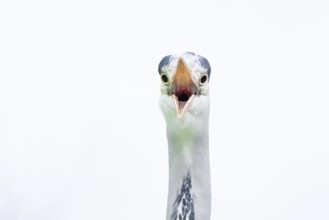 Grey heron (Ardea cinerea) adult bird with its beak open calling, England, United Kingdom