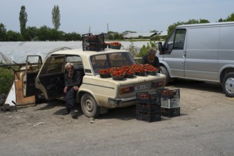 Two people selling fresh tomatoes from an old car on the roadside, selling strawberries on the