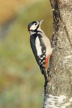 Great spotted woodpecker (Dendrocopos major) male sitting on a birch trunk, Animals, Birds,