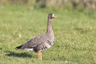 White-fronted goose (Anser albifrons), standing in a meadow in the wintering area, wildlife,