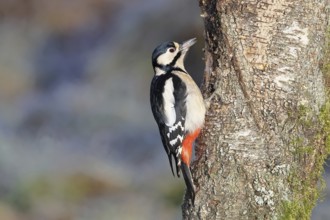 Great spotted woodpecker (Dendrocopos major) female sitting on a birch trunk, Animals, Birds,