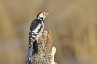Middle spotted woodpecker (Dendrocopos medius), sitting on an old tree stump, dead wood, Wilnsdorf,