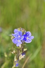 Gamander speedwell (Veronica chamaedrys), men's fritillary, flowers in a deciduous forest, blue