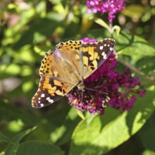 Thistle butterfly (Vanessa cardui) on a Buddleja davidii flower, Wilnsdorf, North Rhine-Westphalia,