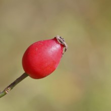 Ripe rosehip fruit of the dog rose (Rosa canina) on a branch, close-up, Wilnsdorf, North