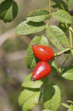 Ripe rosehip fruit of the dog rose (Rosa canina) on a branch, close-up, Wilnsdorf, North