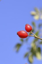 Ripe rosehip fruit of the dog rose (Rosa canina) on a branch, in front of a blue sky, Wilnsdorf,
