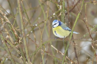 Blue tit (Parus caeruleus), sitting in the bushes of a dog rose (Rosa canina), Wilnsdorf, North
