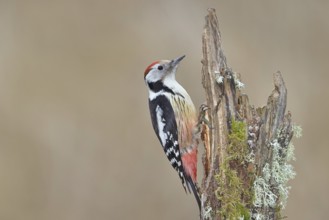 Middle spotted woodpecker (Dendrocopos medius) foraging on a tree stump overgrown with moss and