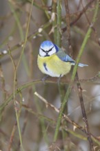 Blue tit (Parus caeruleus), sitting in the bushes of a dog rose (Rosa canina), Wilnsdorf, North