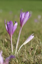 Autumn crocus (Colchicum autumnale), half-opened flowers in a meadow, endangered, protected