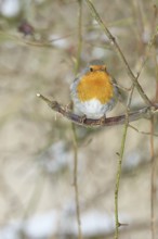 Robin (Erithacus rubecula), on a twig in the branches of a dog rose (Rosa canina), Wilnsdorf, North