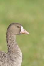 White-fronted goose (Anser albifrons), standing in a meadow in the wintering area, animal portrait,