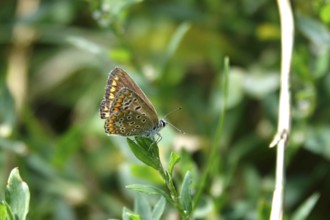 Butterfly blue butterfly, summer, Germany