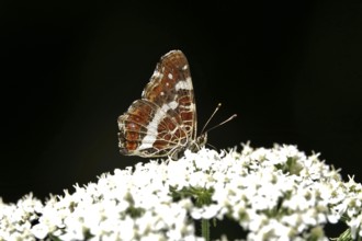 Butterfly Map Butterfly, Summer, Germany