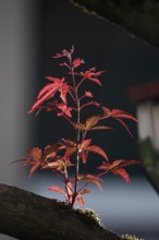 Fan maple, summer, Germany