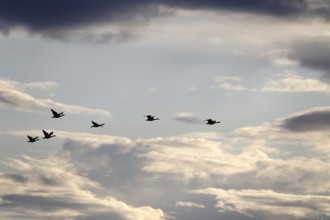 Cloudy sky and bird migration, summer, Germany