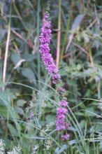 Purple loosestrife, summer, Germany