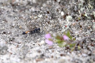 Sand wasp, summer, Saxony, Germany