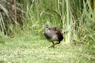 Young moorhen, summer, Germany
